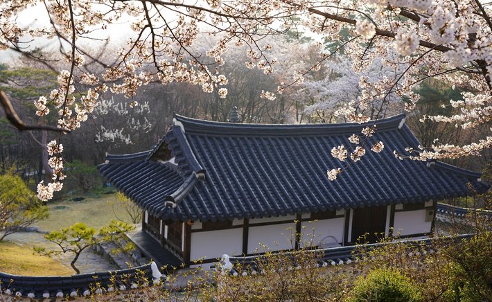 Morning Tea Under the Blossoms: A Springtime Ritual to Slow You Down