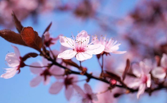 Planting a Cherry Tree: What I Wish I'd Known Before I Dug the Hole