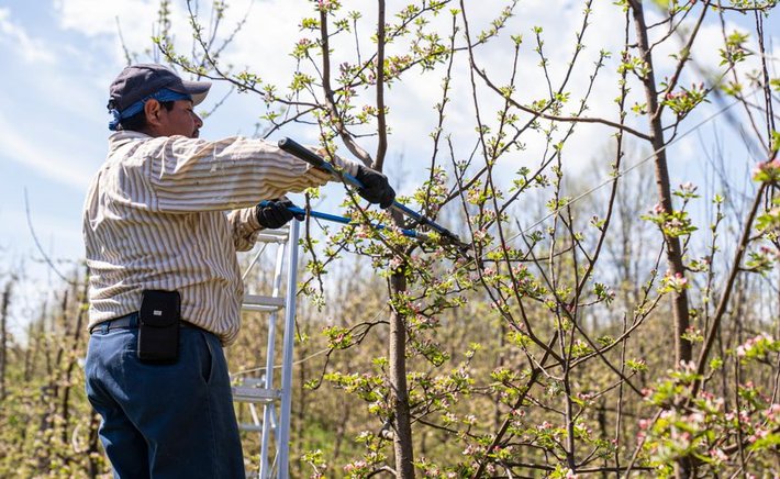 The Quiet Ritual of Spring Pruning: A Beginner's Guide to Caring for Cherry Trees